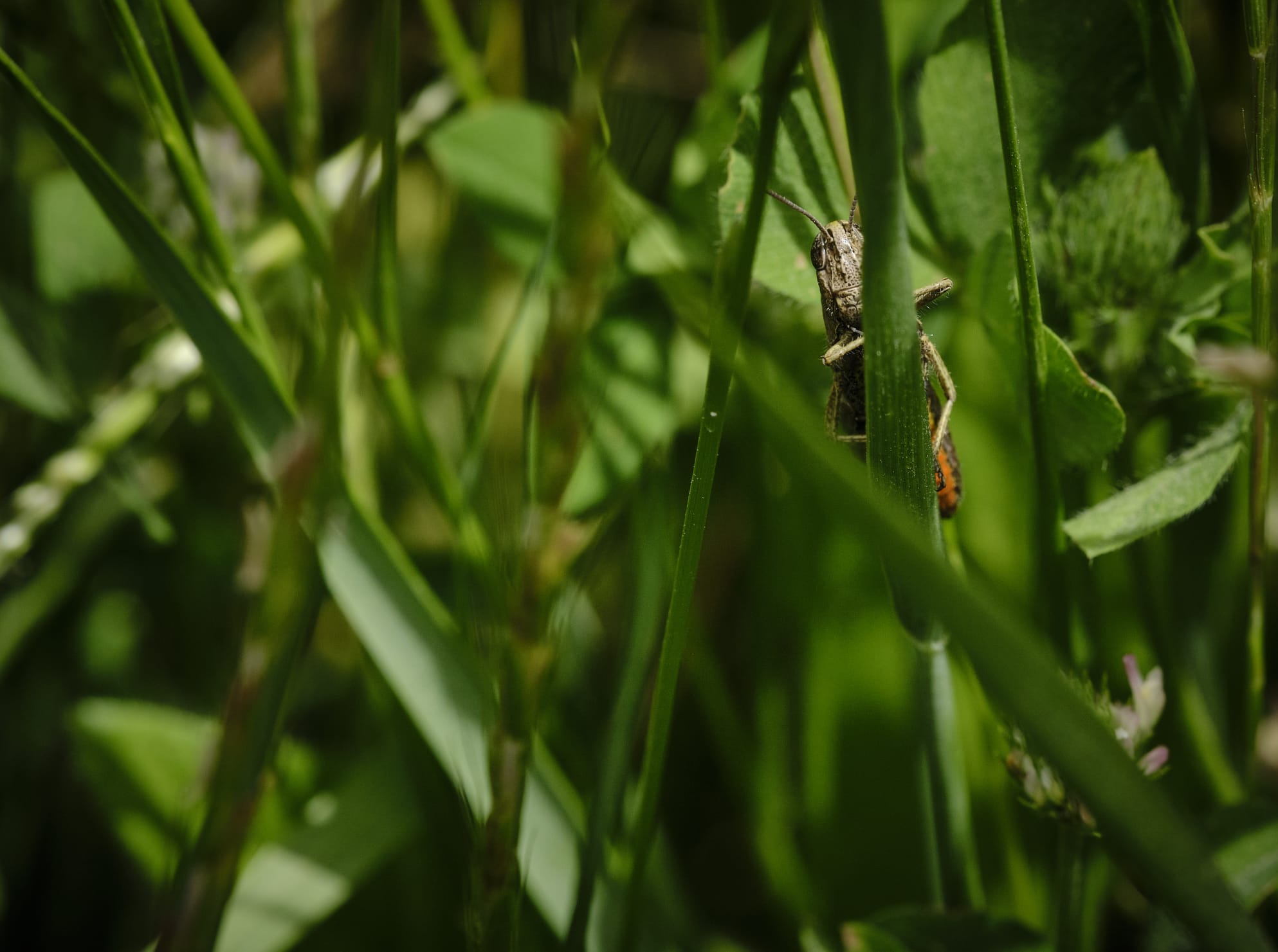 Orthoptera Firenze